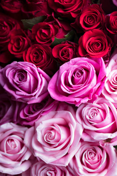 istock Valentine's day – bouquet of roses 642158592