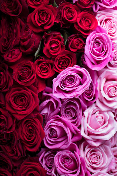 istock Colorful bouquet of roses 642158796
