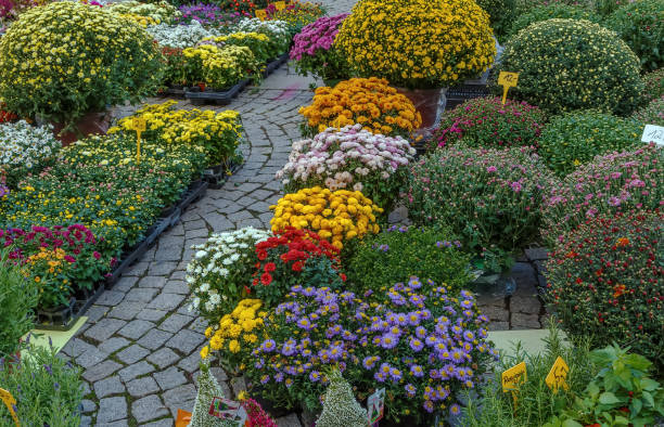 istock Flower on flowers market, Stuttgart, Germany 642169314
