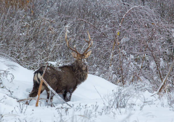 istock Deers in the winter forest 642173498
