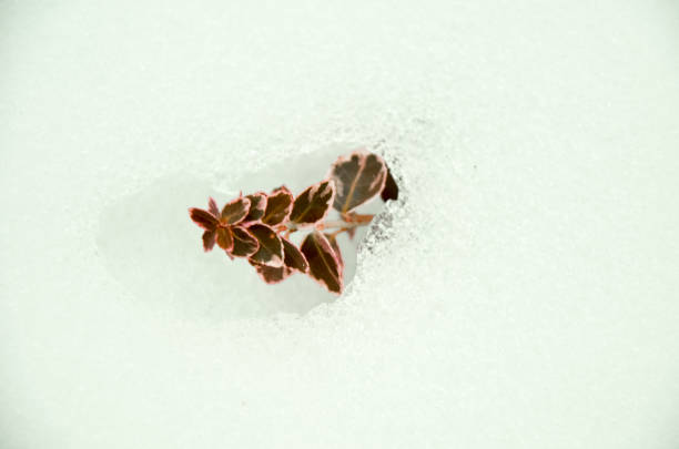 istock Euonymus fortunei red coloured in snow 642179814
