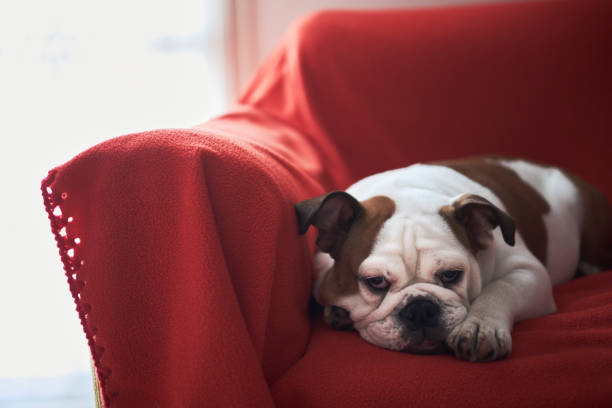 istock Bulldog softly resting on a red sofa by the window 642189856