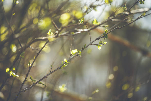 日当たりの良い春の枝に新鮮な leafes - leafes plant nature new life ストックフォトと画像