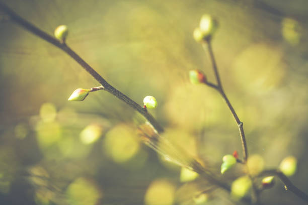 日当たりの良い春の枝に新鮮な leafes - leafes plant nature new life ストックフォトと画像