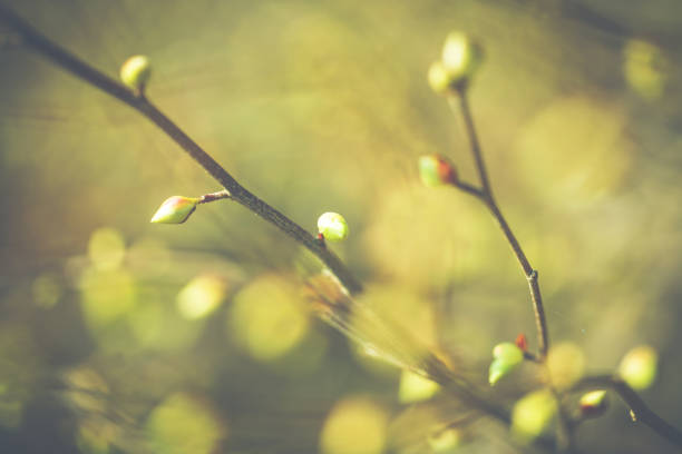 fresh leafes on a branch in sunny spring - leafes plant nature new life imagens e fotografias de stock