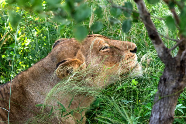 istock African lioness relaxed in the grassland 642217412