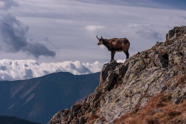 istock Tatra chamois in the natural environment 642217632