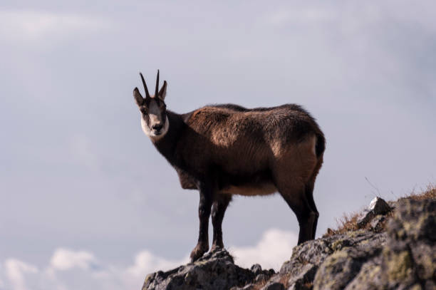istock Tatra Chamois as Rupicapra rupicapra tatrica 642219734