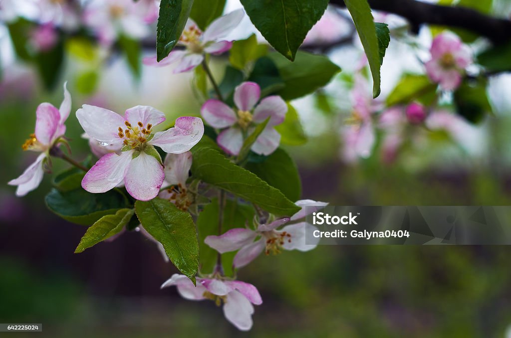 Spring Tree Barnch Spring Branch Is On A Tree Stock Photo - Download Image Now - Autumn ...