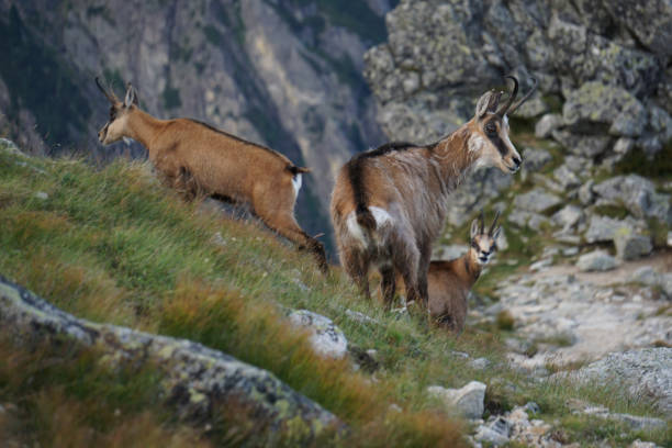 istock Tatra chamois in the natural environment 642225220