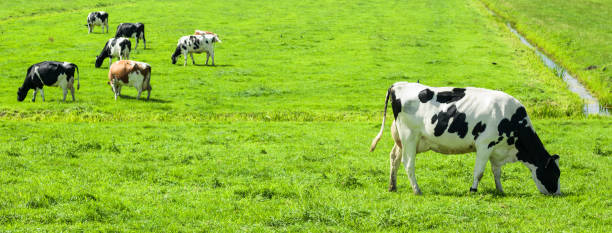 istock Group Of Cattle In Meadow Near Amsterdam,Netherlands 642225294