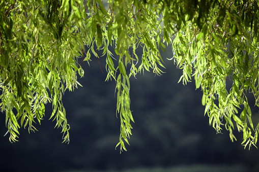 Willow tree leaves on dark background.The photo was shot in shallow depth of field with selective focus on leaves so branch is isolated from background.Shot with full frame DSLR camera in outdoor.No people are seen in frame.