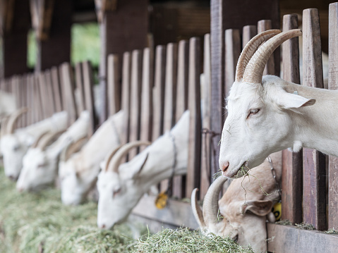 Five horned white goats are eating dry grasses in barn.The goats are seen in a row and focus is on the one in the right front of frame.Shot in outdoor with full frame DSLR camera.No people are seen in frame.