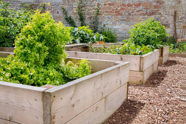 istock Raised Bed Vegetable & Flower Garden 642225506