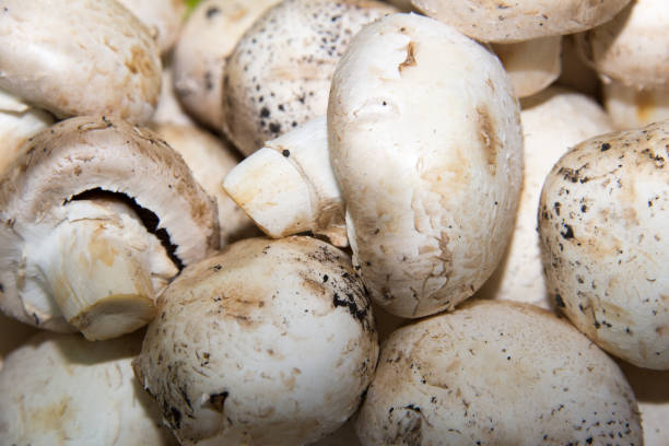 istock Mushroom mushroom closeup. Closeup. 642227840