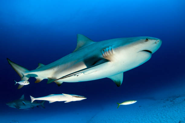 istock bull shark in the blue ocean background 642227870