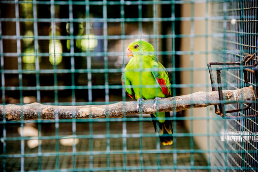 Parrot, lovely bird, animal and pet
