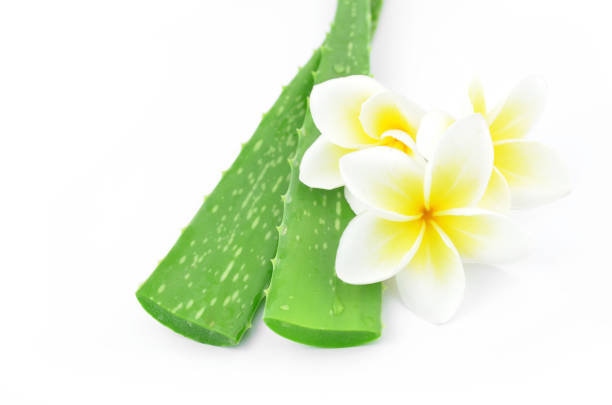istock Aloe vera and plumeria. 642235852