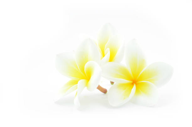istock Plumeria white three flowers. 642235894