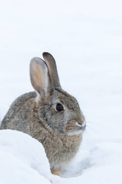 istock Cottontail Rabbit in Snow 642239422