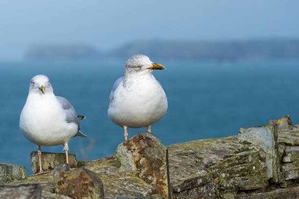 istock A pair of gulls on a wall 642242146