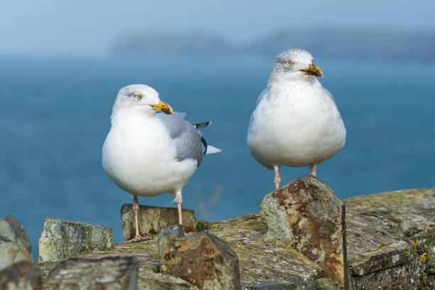istock A pair of gulls on a wall 642242500