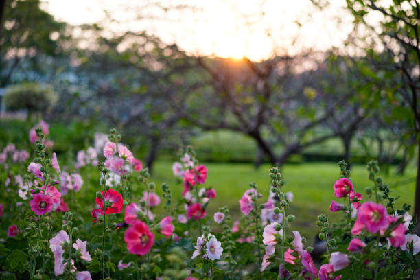 istock Hollyhock flowers under the sunset, Alcea, Dusk 642250580