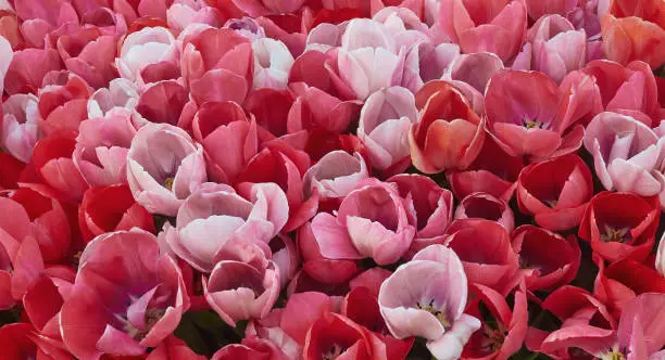 Background with light and dark pink tulips.