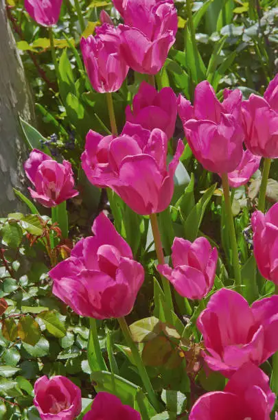 Background with dark pink tulip close up.