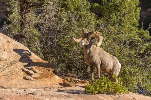 istock Desert Bighorn Sheep Ram 642253796