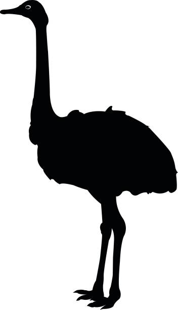 Ostrich silhouette vector illustration of ostrich silhouette ostrich silhouette stock illustrations