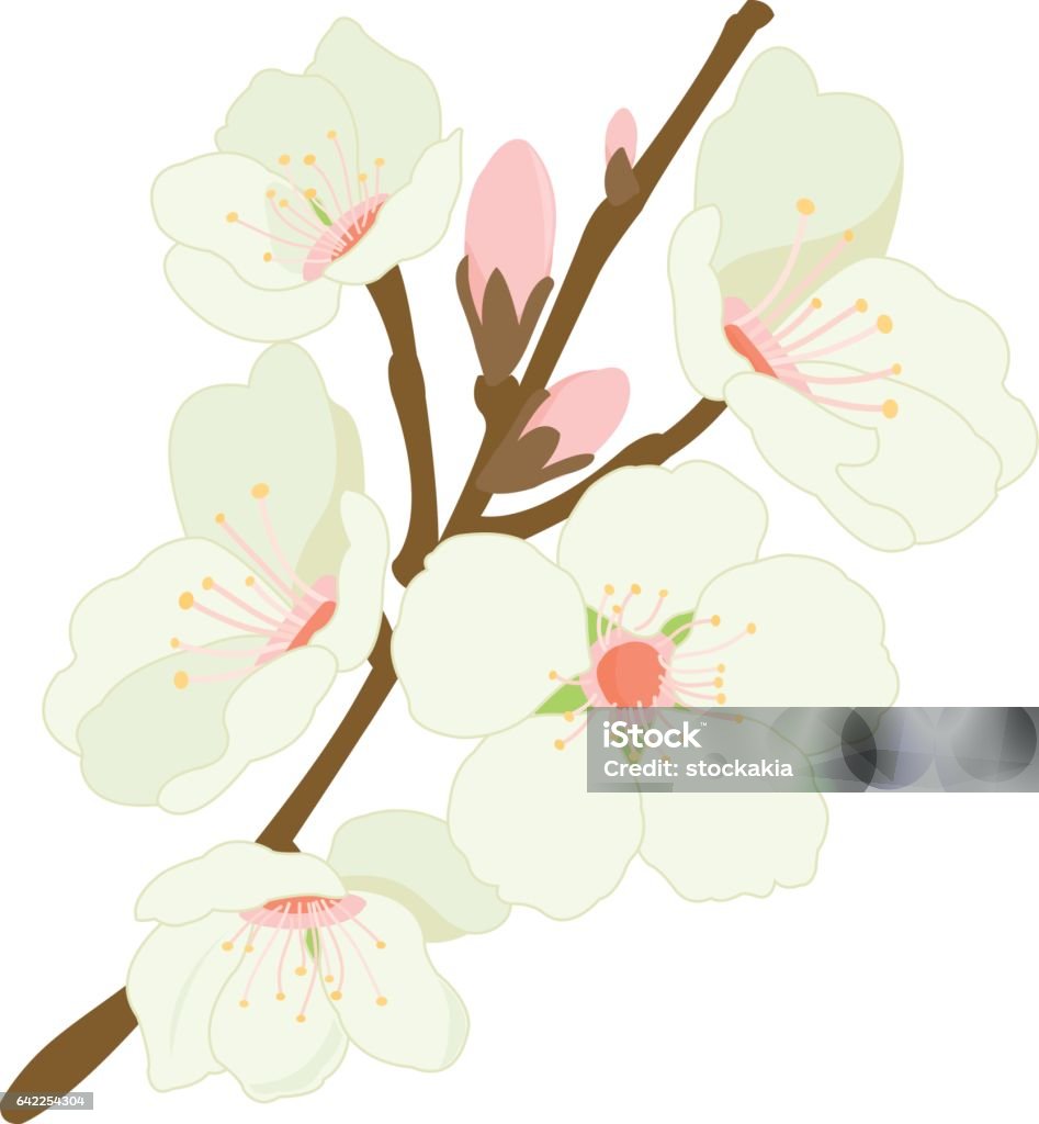 Cành Cây Hạnh Nhân Nở Hoa Hình minh họa Sẵn có - Tải xuống Hình ...
