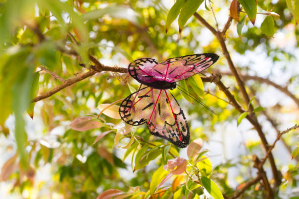 Butterfly stock photo