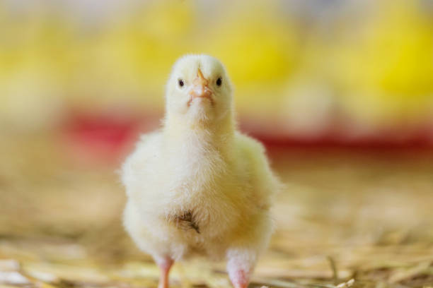 istock chickens on the farm 642254688