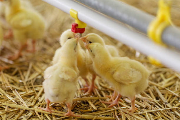 istock chickens on the farm 642254718