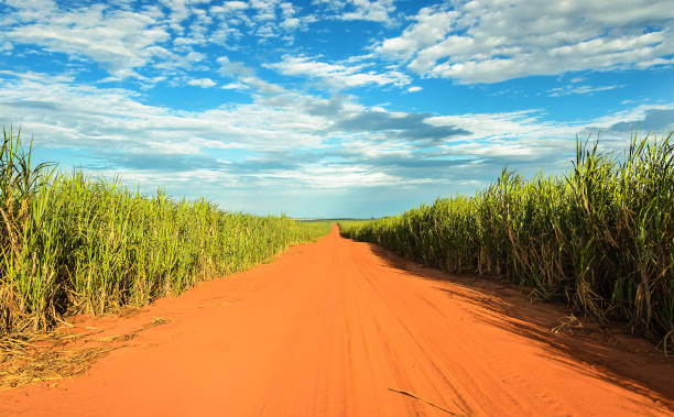 Miyakojima in summer. Road in a sugarcane field