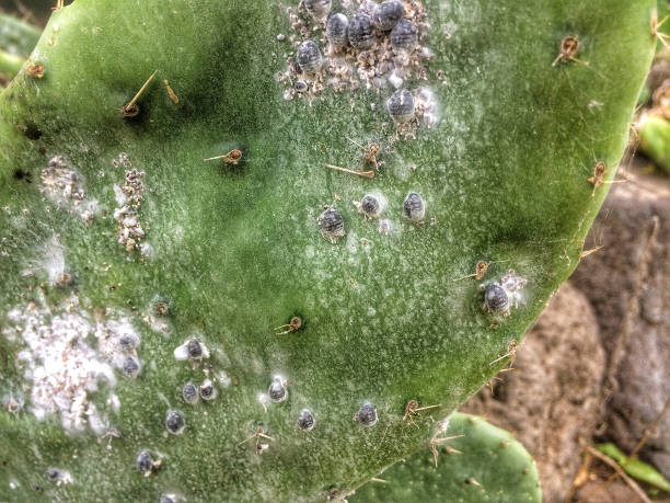 istock Opuntia ficus-indica with cochineal lice 642257632