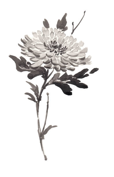 Ink Illustration Of Chrysanthemum In Monochrome Colors Sumie Style