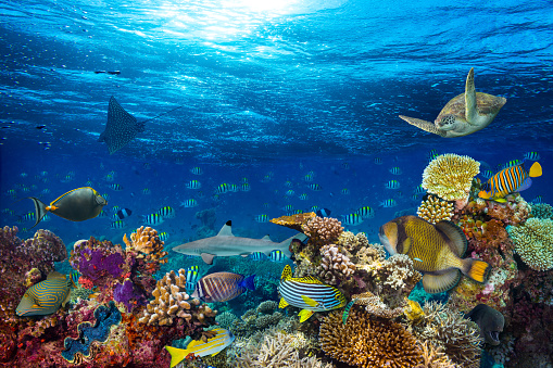 underwater coral reef landscape background  in the deep blue ocean with colorful fish and marine life