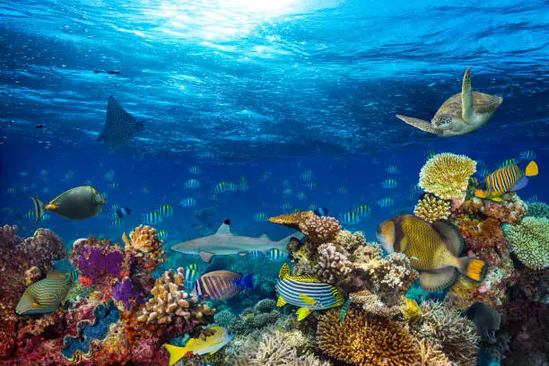 underwater coral reef landscape background  in the deep blue ocean with colorful fish and marine life