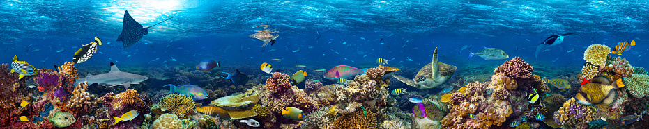 A 50/50 above and under water view of a beautiful tropical reef on the outer islands of Okinawa with schools of tropical fish swimming.