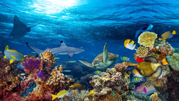 istock underwater coral reef landscape 642258990