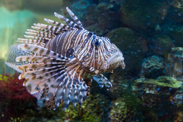 istock Zebra fish in the aquarium, Pterois volitans 642262616