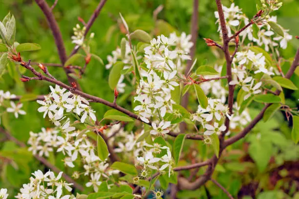 "Amelanchier canadensis"  is a species of Amelanchier native to eastern North America in CanadaBush, also known as shadbush, shadwood or shadblow Canadian serviceberry, chuckleberry, currant-tree. Photo made in Russia.