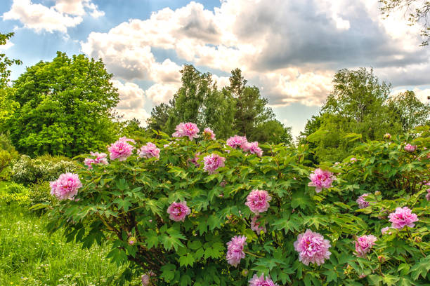 istock Peony flowers in the park 642266508