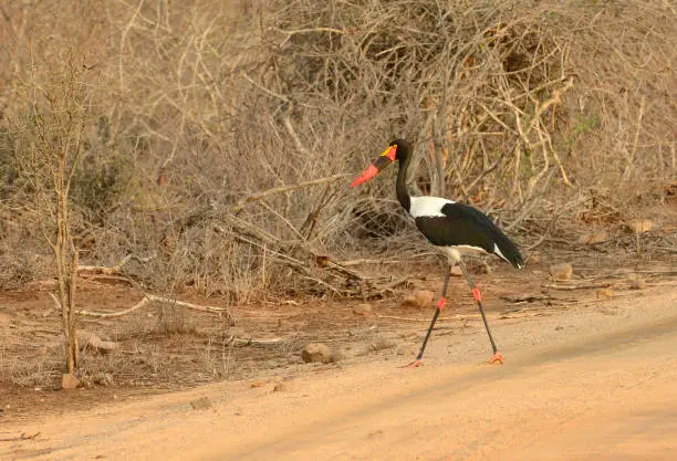 Saddle-Billed stork walking across a road in Kruger National Park in South Africa