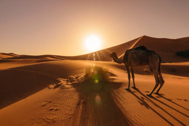 Camel eating grass at sunrise, Erg Chebbi, Morocco stock photo