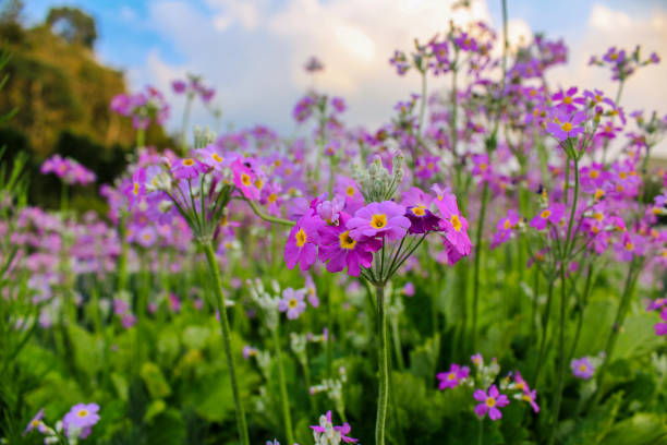 istock Purple Verbena blooming in garden 642269402