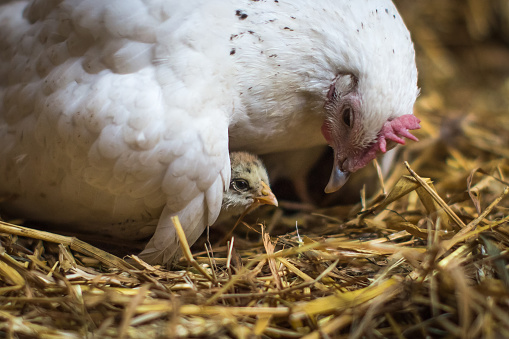 Hen sitting on her chick providing care and safety for her  offspring. Mother looking at her newborn animal tenderly while raising wing for protection.