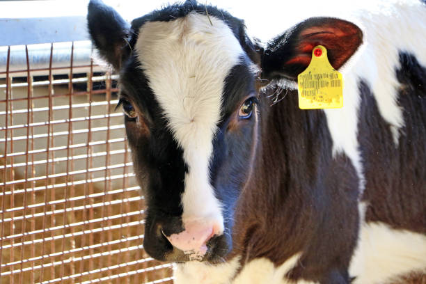 istock Calves at a Dairy Farm 642273050